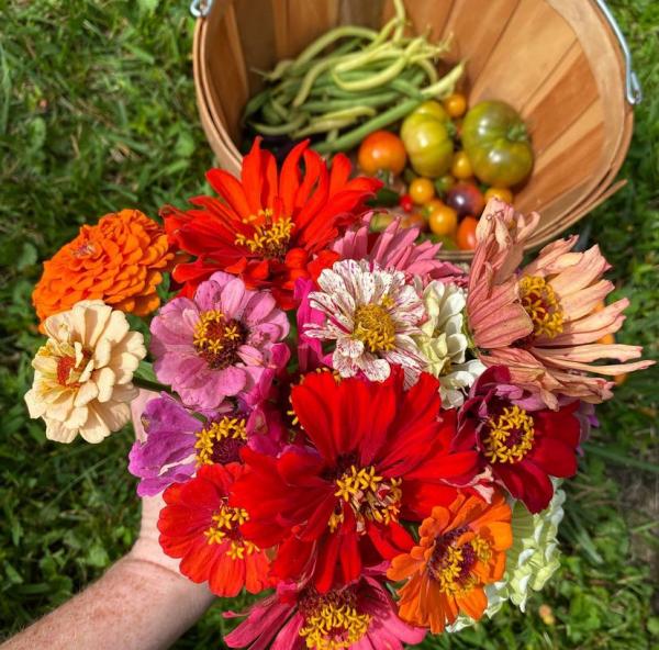hand holding multi-colored zinnia flowers with a vegetable harvest basket in the background